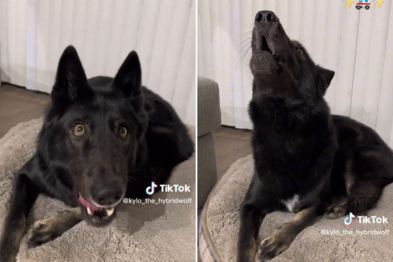 Kylo the wolfdog howling