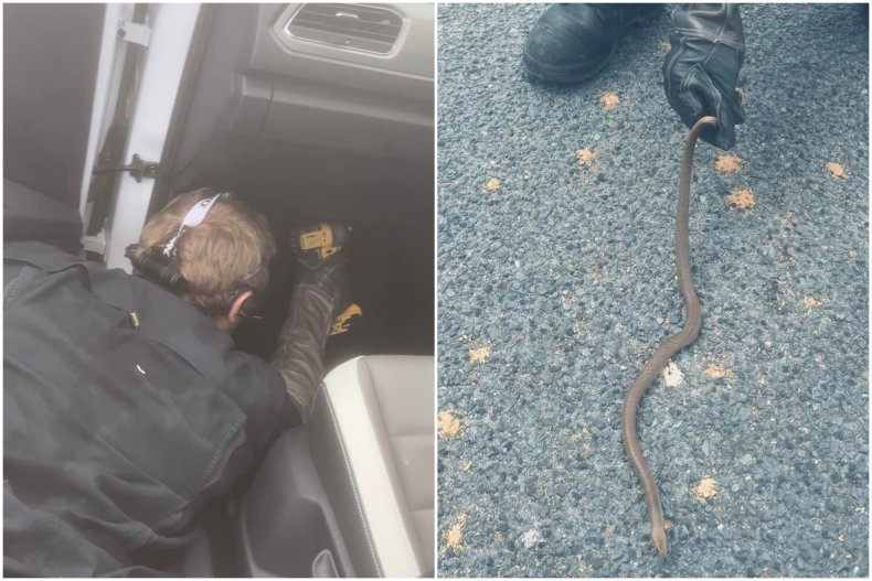 Deadly snake found in car