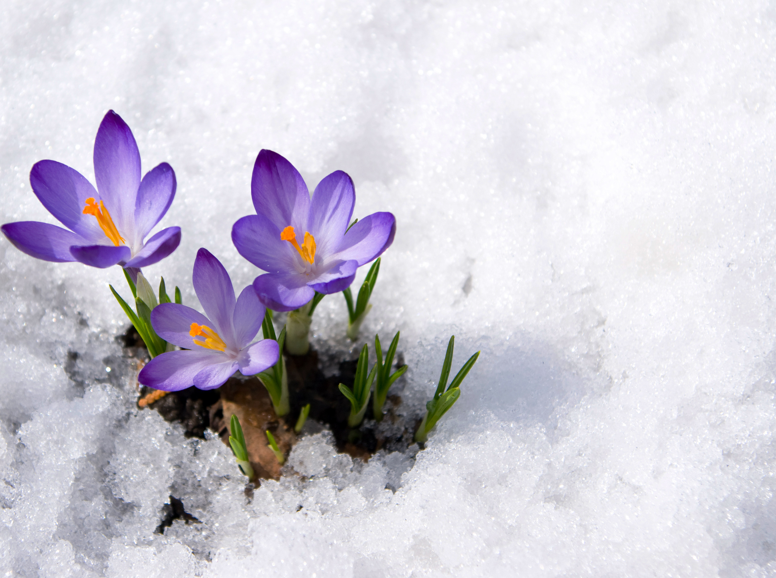 Science of spring: For the earliest flowers (and bugs), look up