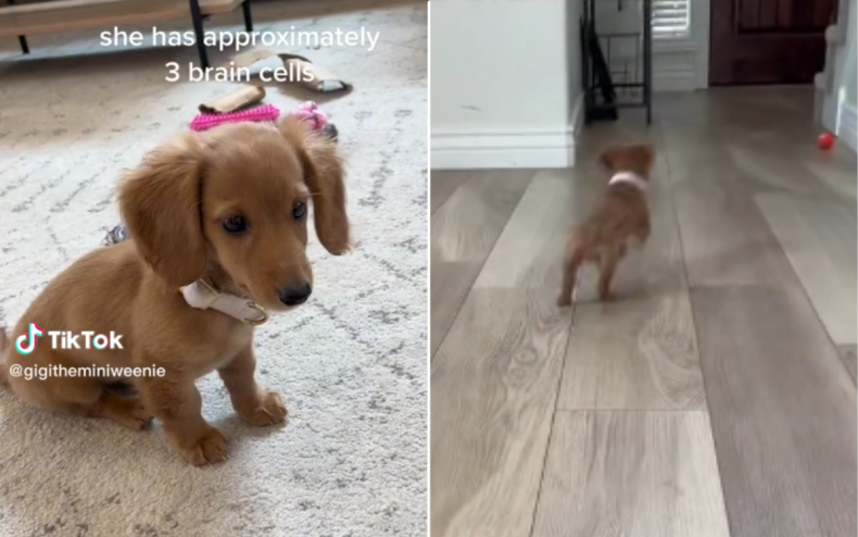 Gigi the Mini Weenie