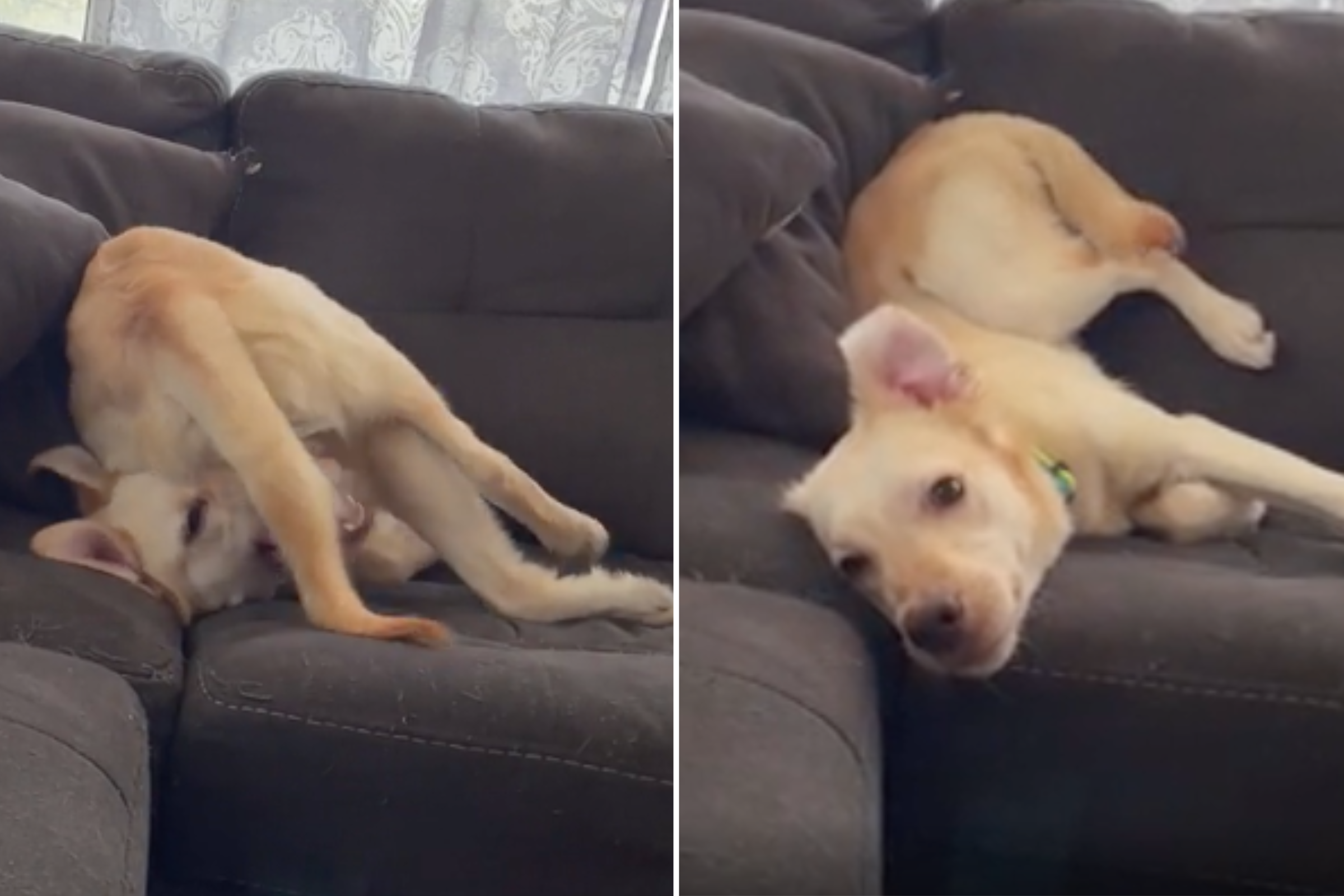 Dog Who Needs to Be ‘Factory Reset’ Has Internet in Stitches