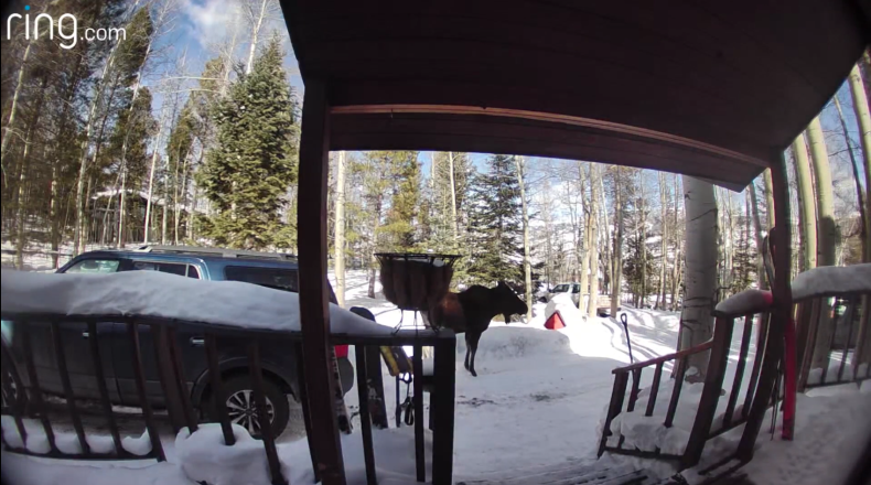 A moose appeared outside a Colorado residence.