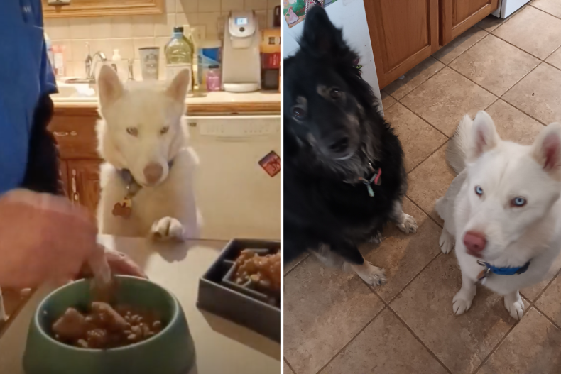 Elsa si anjing