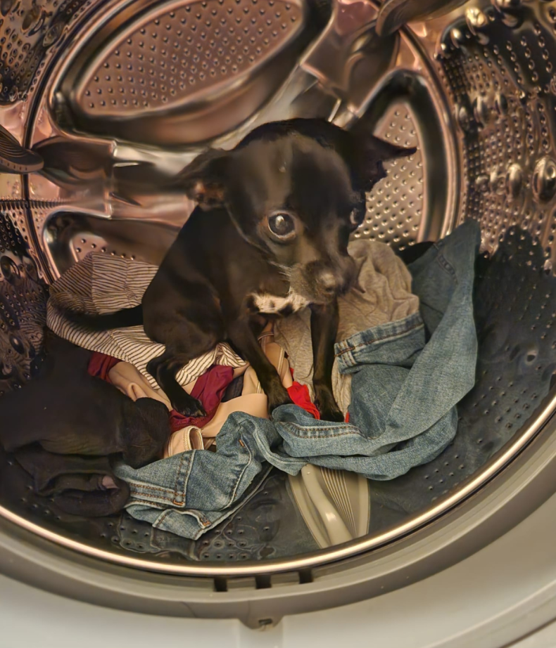 Piddle the chihuahua hiding in washing machine