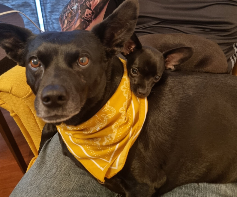 Rescue dog Gracy and Piddle the chihuahua