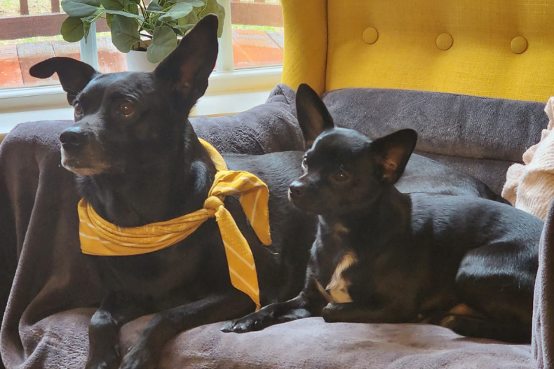 Gracy and Piddle