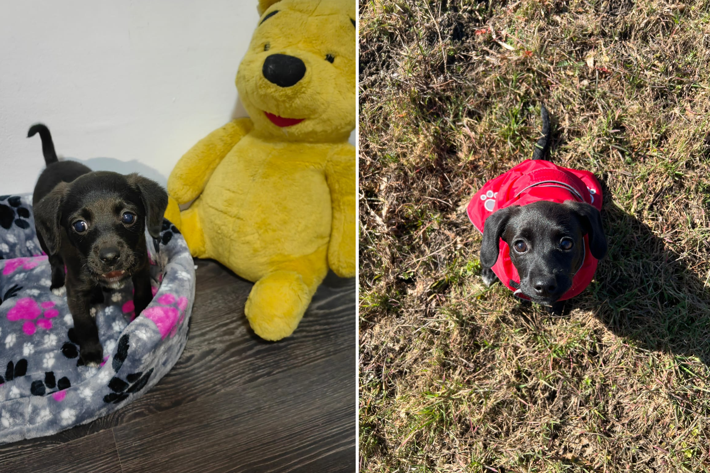 Dog Realizing Rescue Puppy Is Blind Melts Hearts: 'Precious