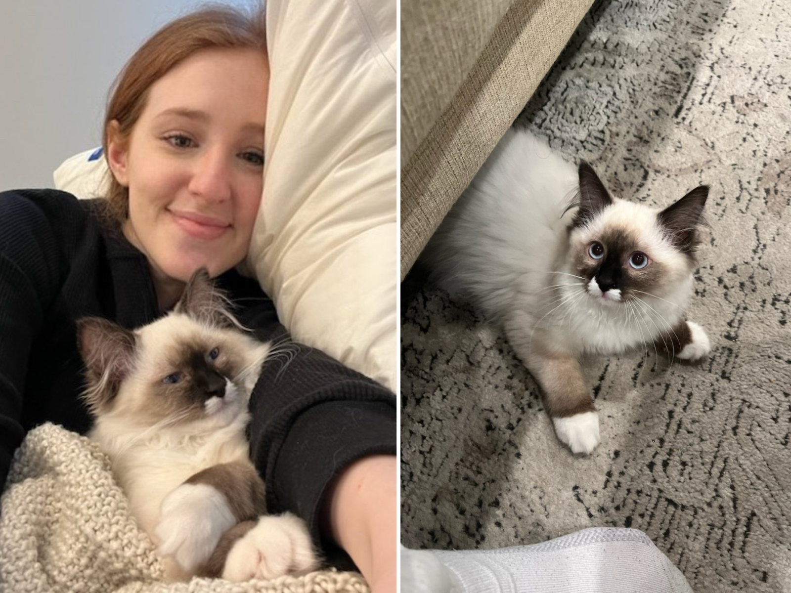 First Time Cat Mom Pleads for Advice as Kitten Is Out to Get Me