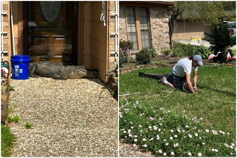 Alligator found outside Texas front door