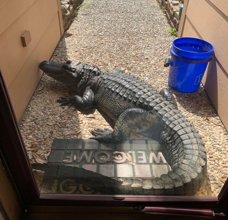 Alligator on Texas porch