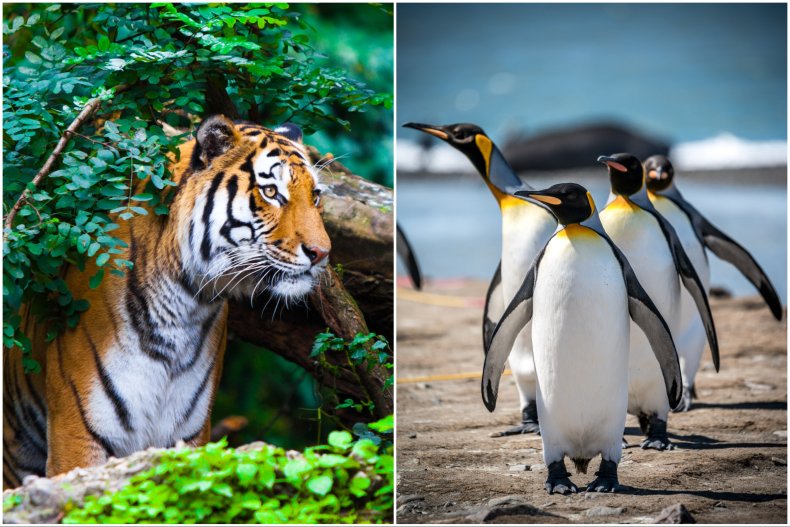 Tiger and king penguins