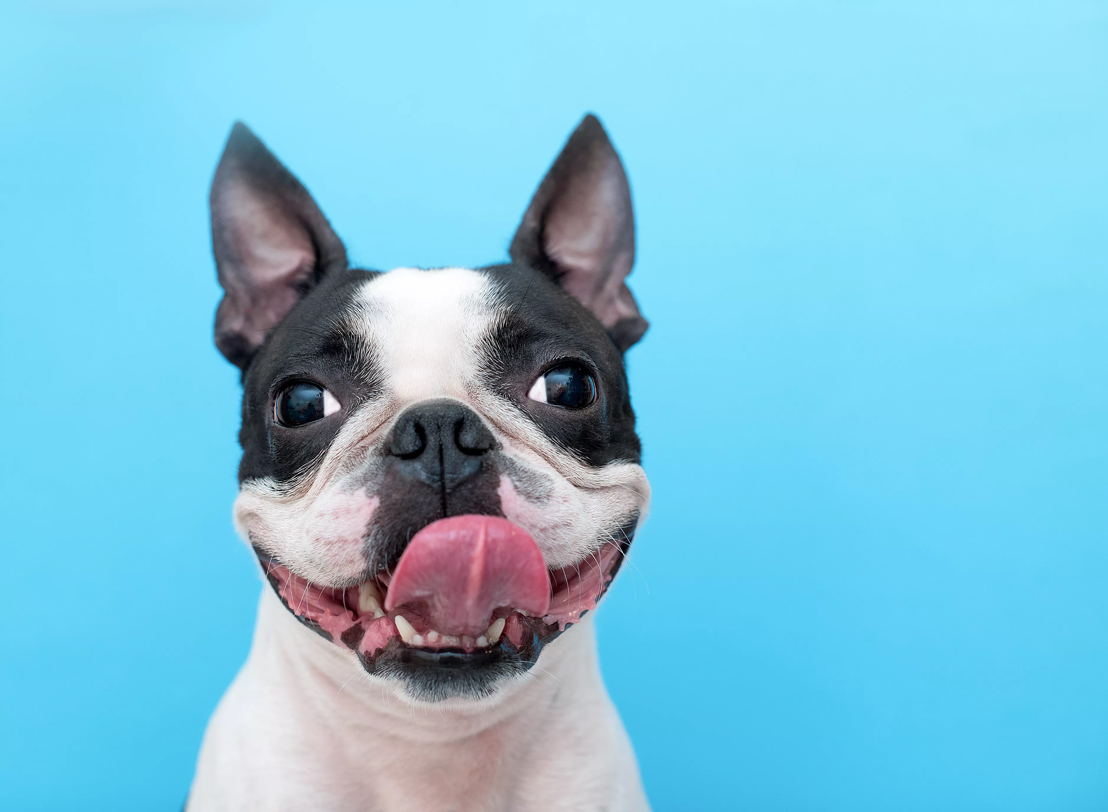 Boston Terrier Demanding a 'Smooch' From Owner After Work Delights Internet - Vimarsana News