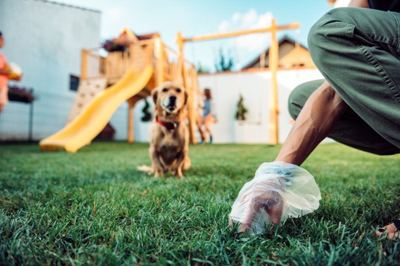 Person picking up dog poo from grass.