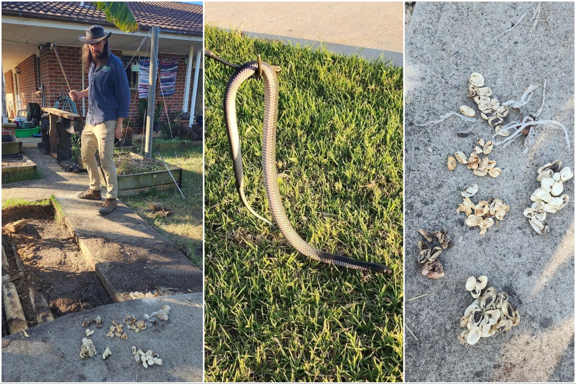 Toddler Chasing Deadly Snake Leads to Discovery of Nest With 110 Eggs - Vimarsana News