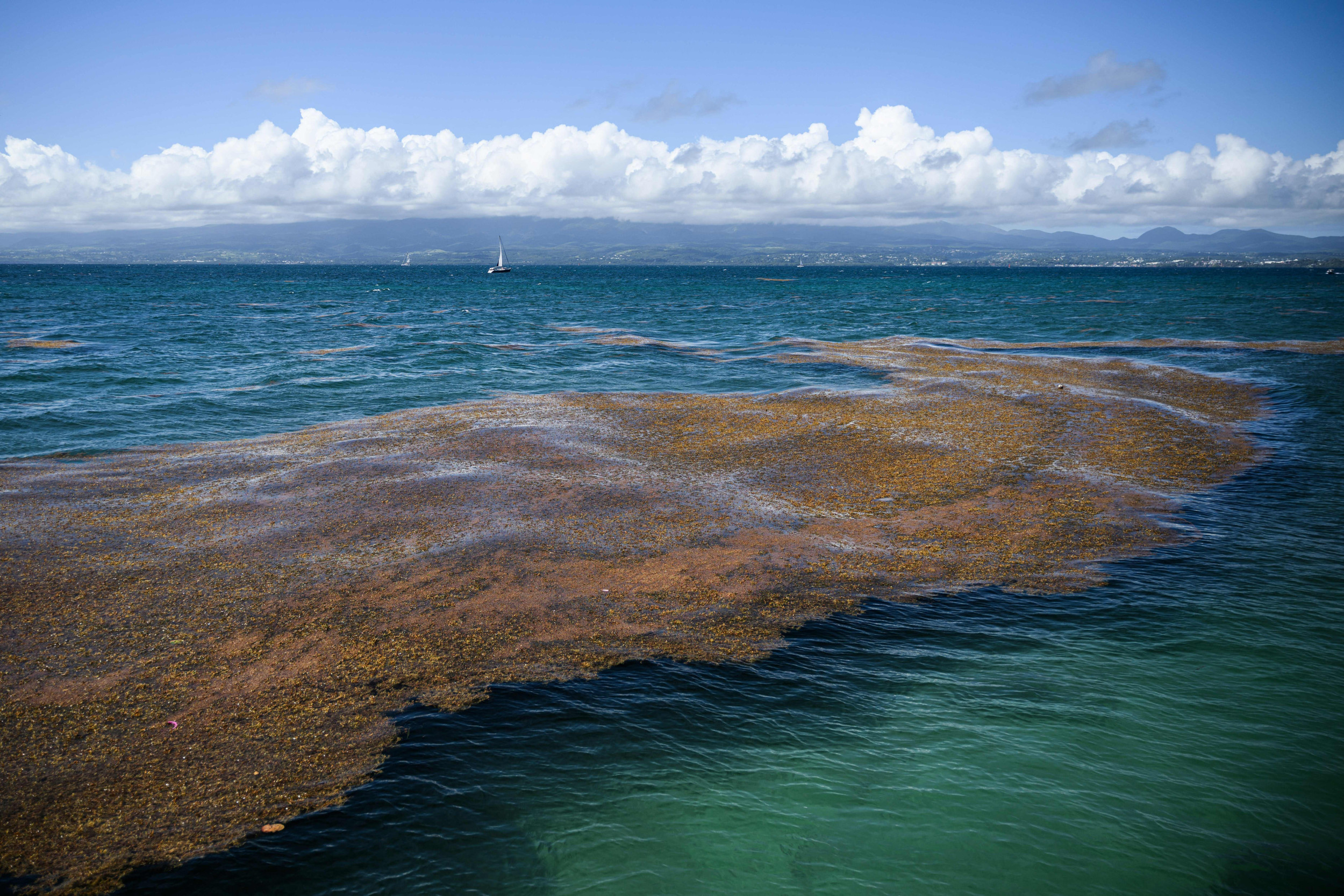 Seaweed Blob Map 2024 Viole Jesselyn   Sargassum Seaweed 