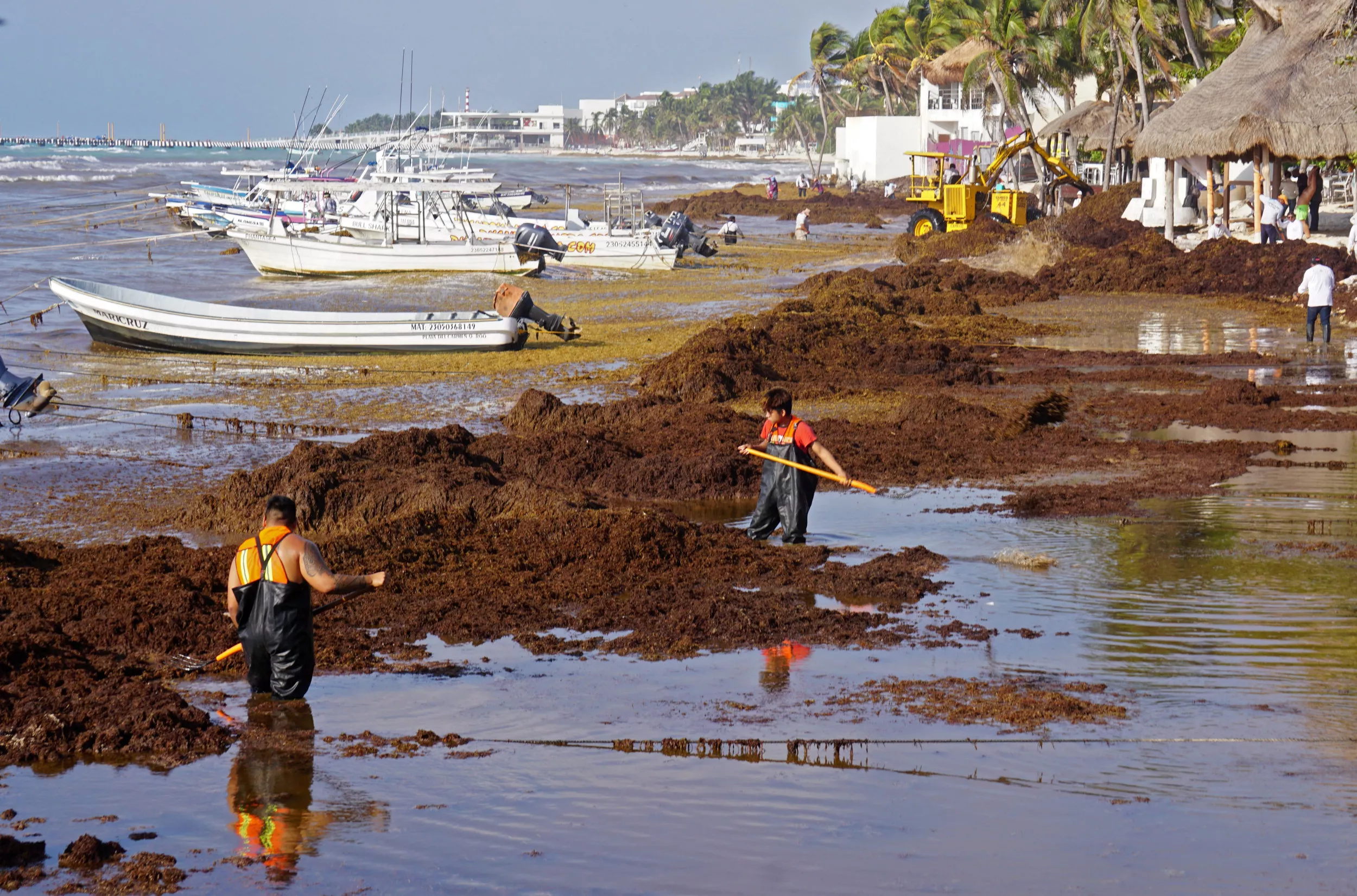Giant Seaweed Blob Heading Towards Florida - Vimarsana News