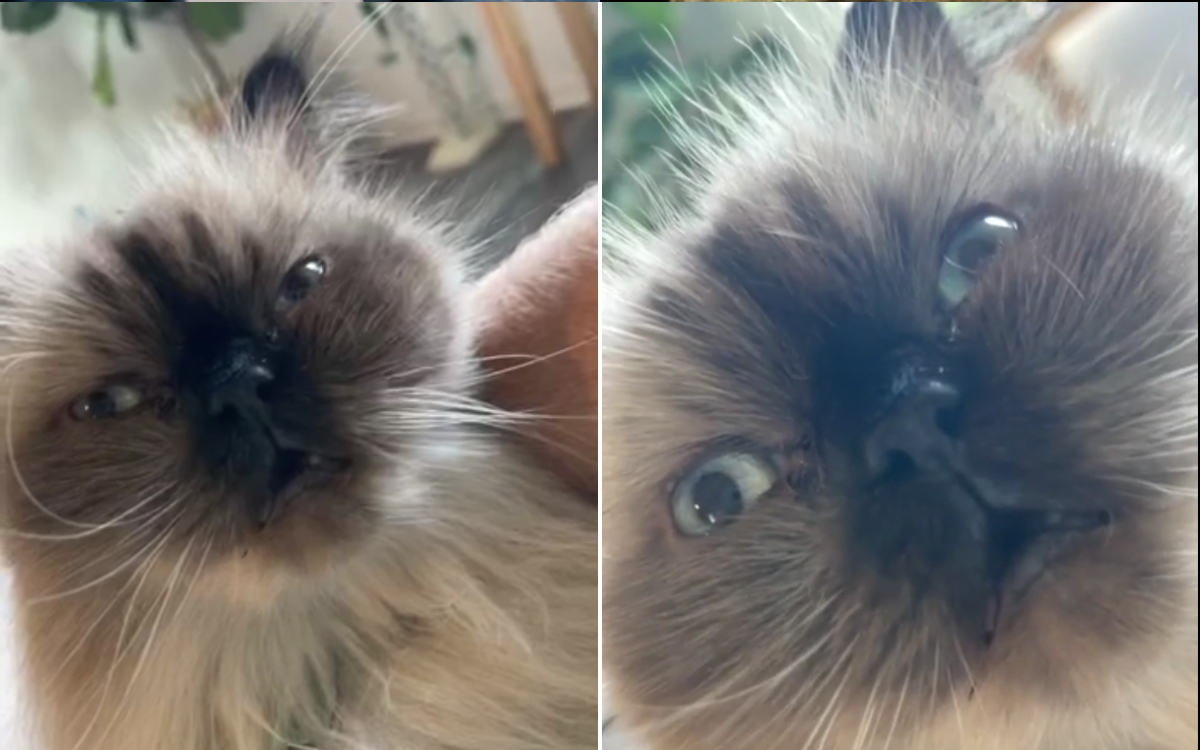 Cat Who Looks Like He’s ‘Trying to Sneeze’ Delights Pet Lovers
