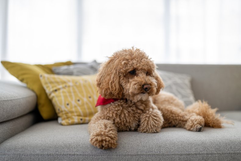 A poodle on a couch. 