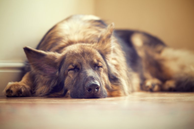 A sleeping German shepherd dog. 