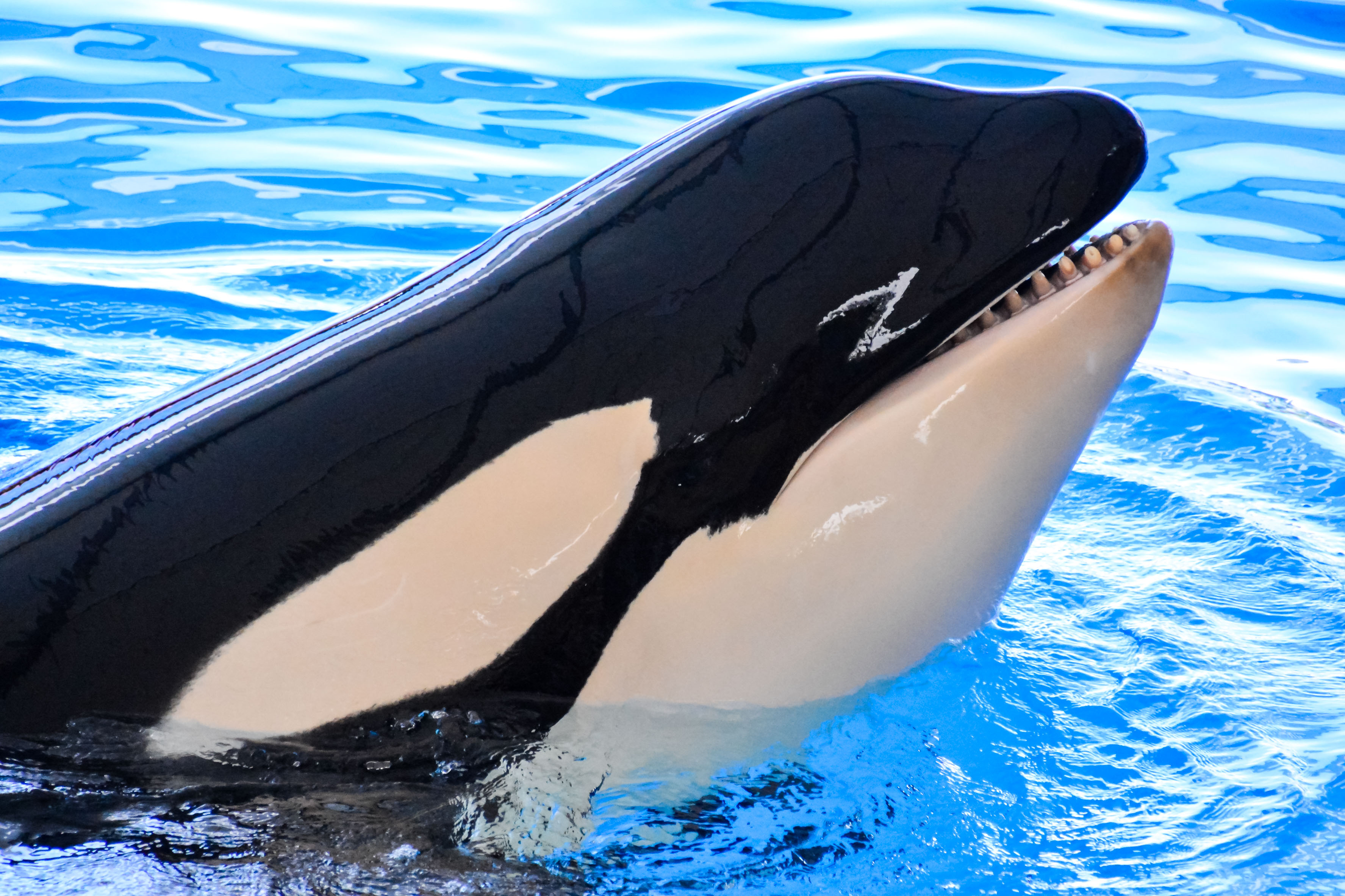 orca captivity