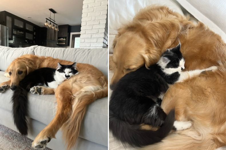 cat playing with dog, friend melts hearts