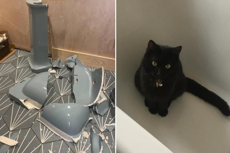 Broken sink and cat