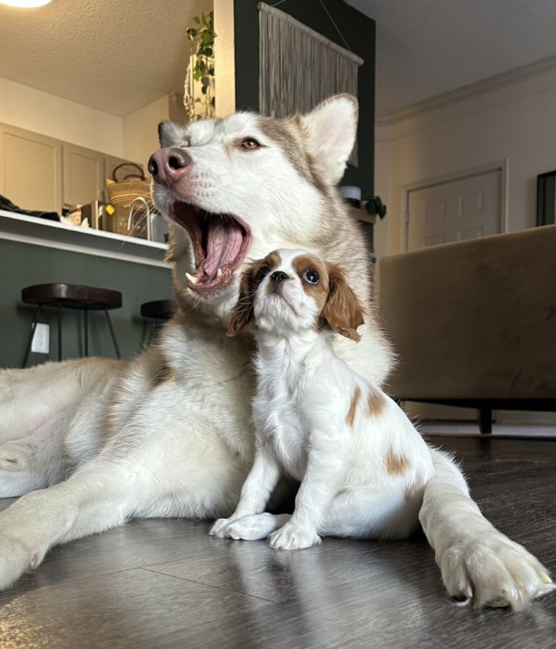 Pippa and Moose
