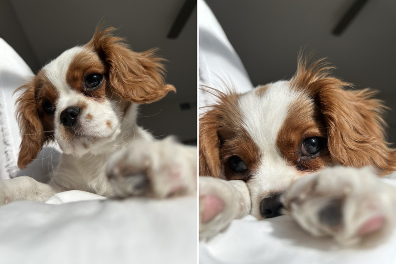 Pippa the King Charles cavalier spaniel