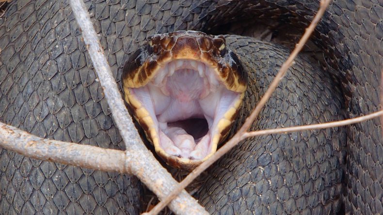 Cottonmouth with mouth open 