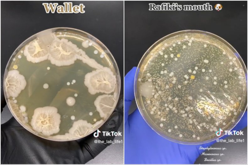 Bacteria growing on plates