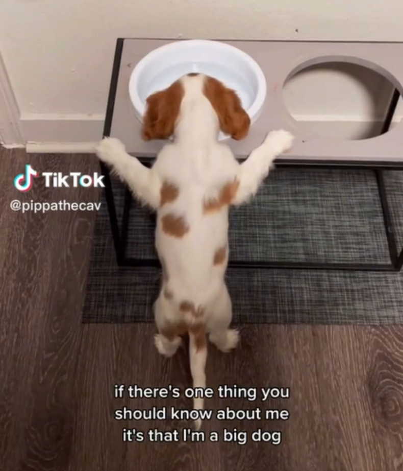 Pippa drinking out of raised bowl