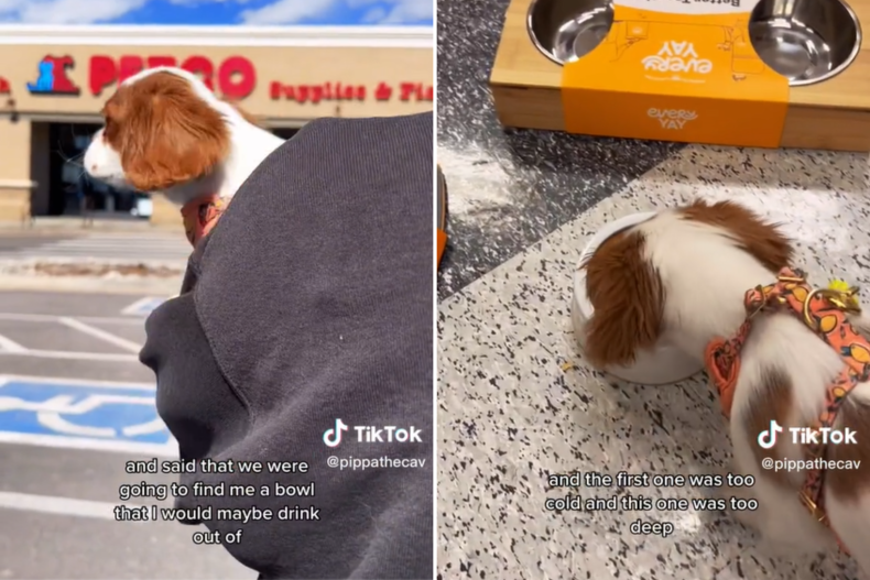 Pippa choosing bowls at the pet store