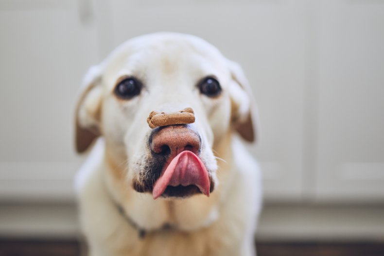 labrador with treat