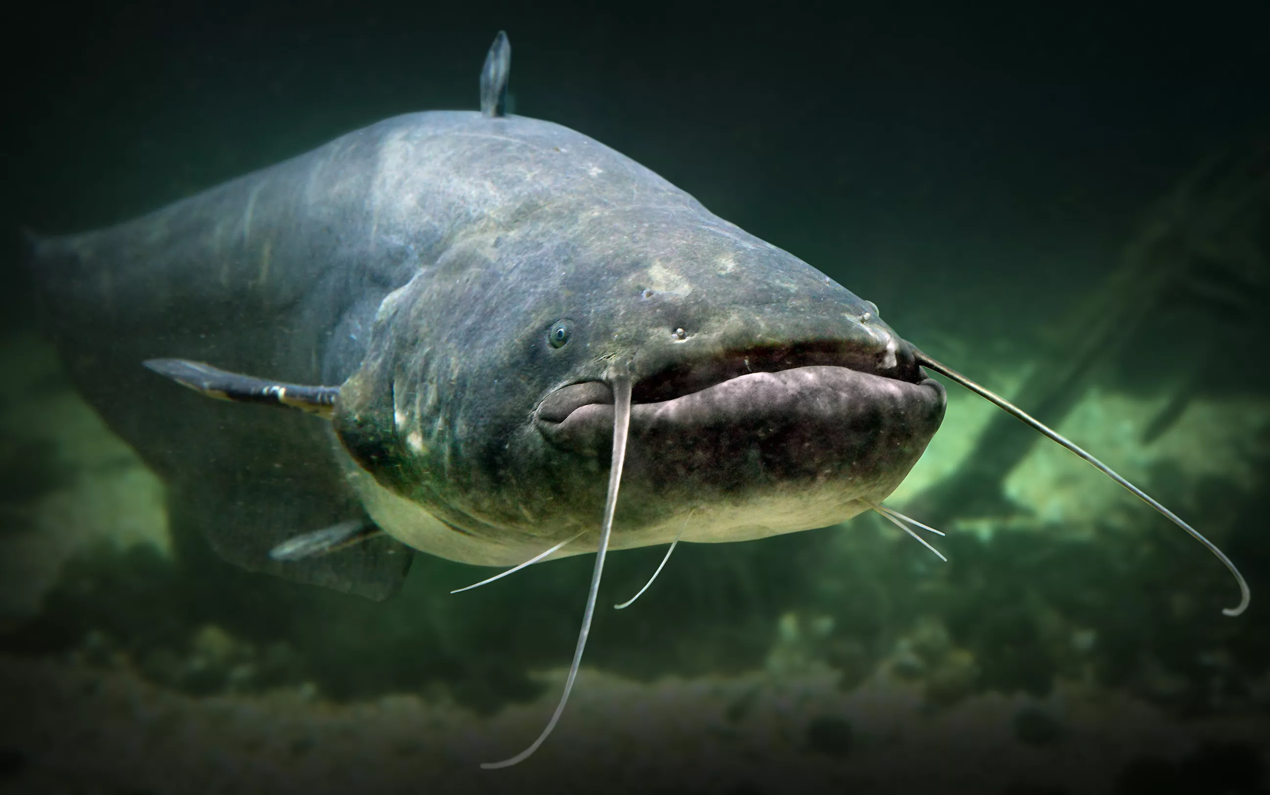 Giant 200-Pound Catfish Caught After Fisherman's Hour-Long Battle - Vimarsana News