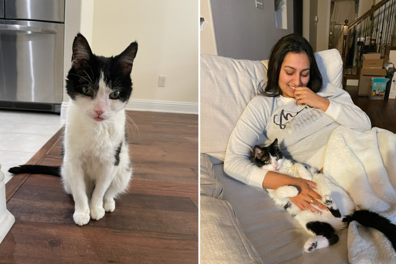 woman adopting toothless cat melts hearts