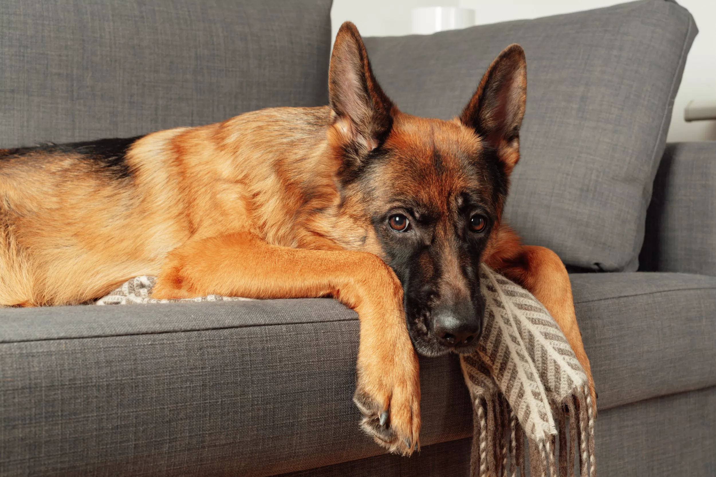 German Shepherd's Reaction to Being Left Home Alone Caught in Adorable Clip - Vimarsana News