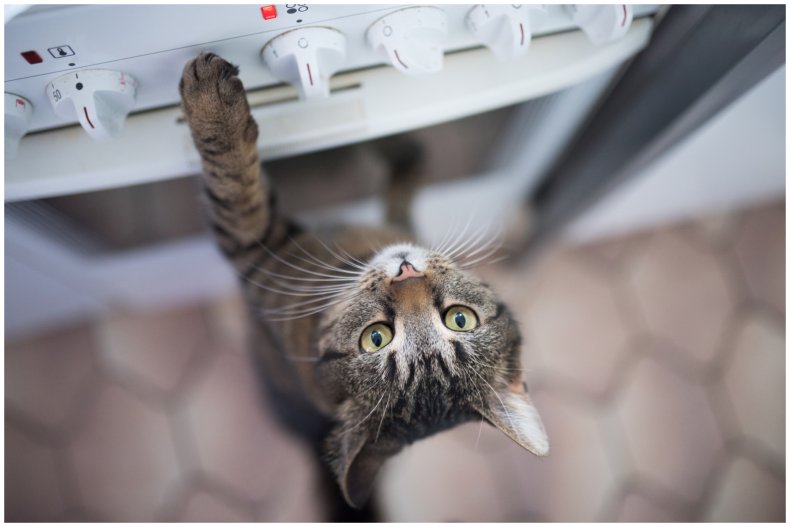 Stock image of a cat and stove