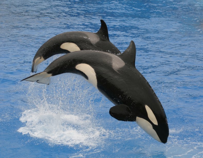 Orcas diving together