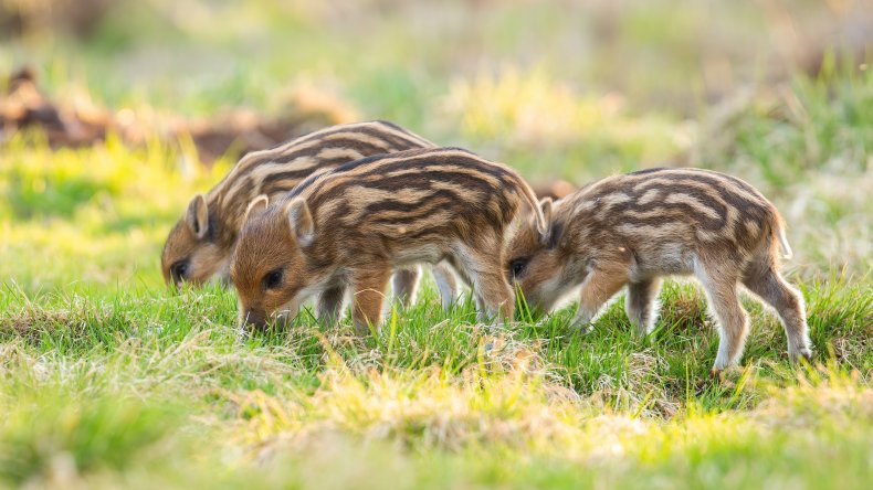 baby wild boars