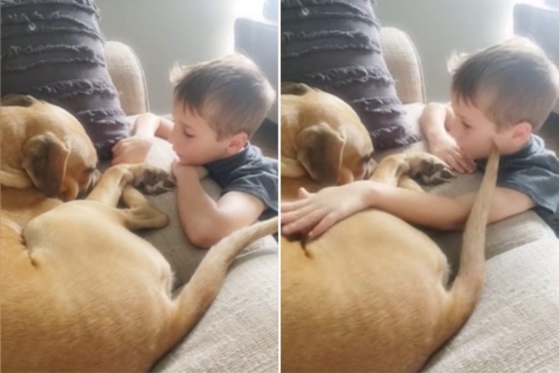 Boy Reassures Rescue Dog