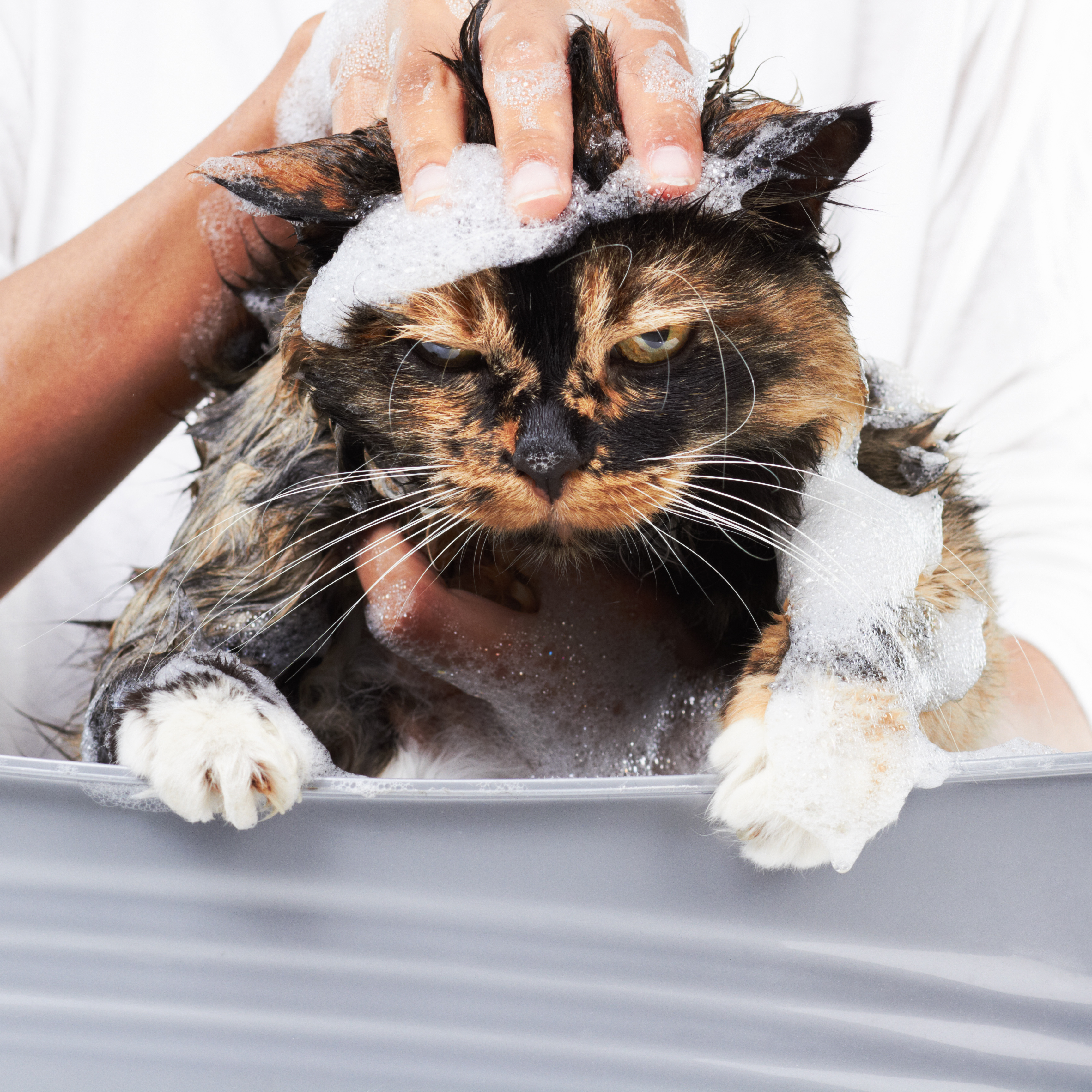 Моем кошке голову. Мытье кошки. Купание кошки. Кошка моется. Гигиена кошек.