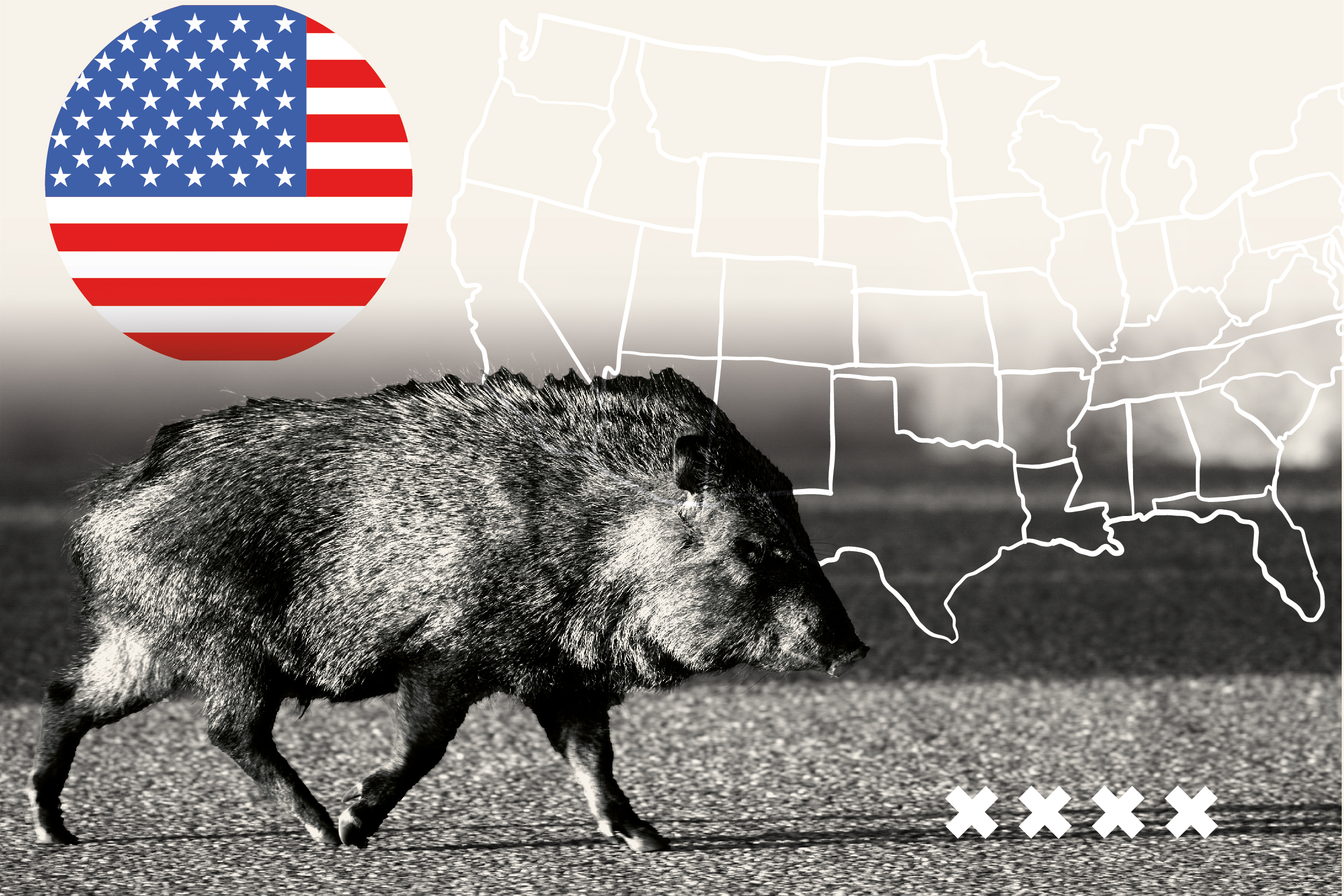 America's Feral Hog Problem Is About to Get Even Worse