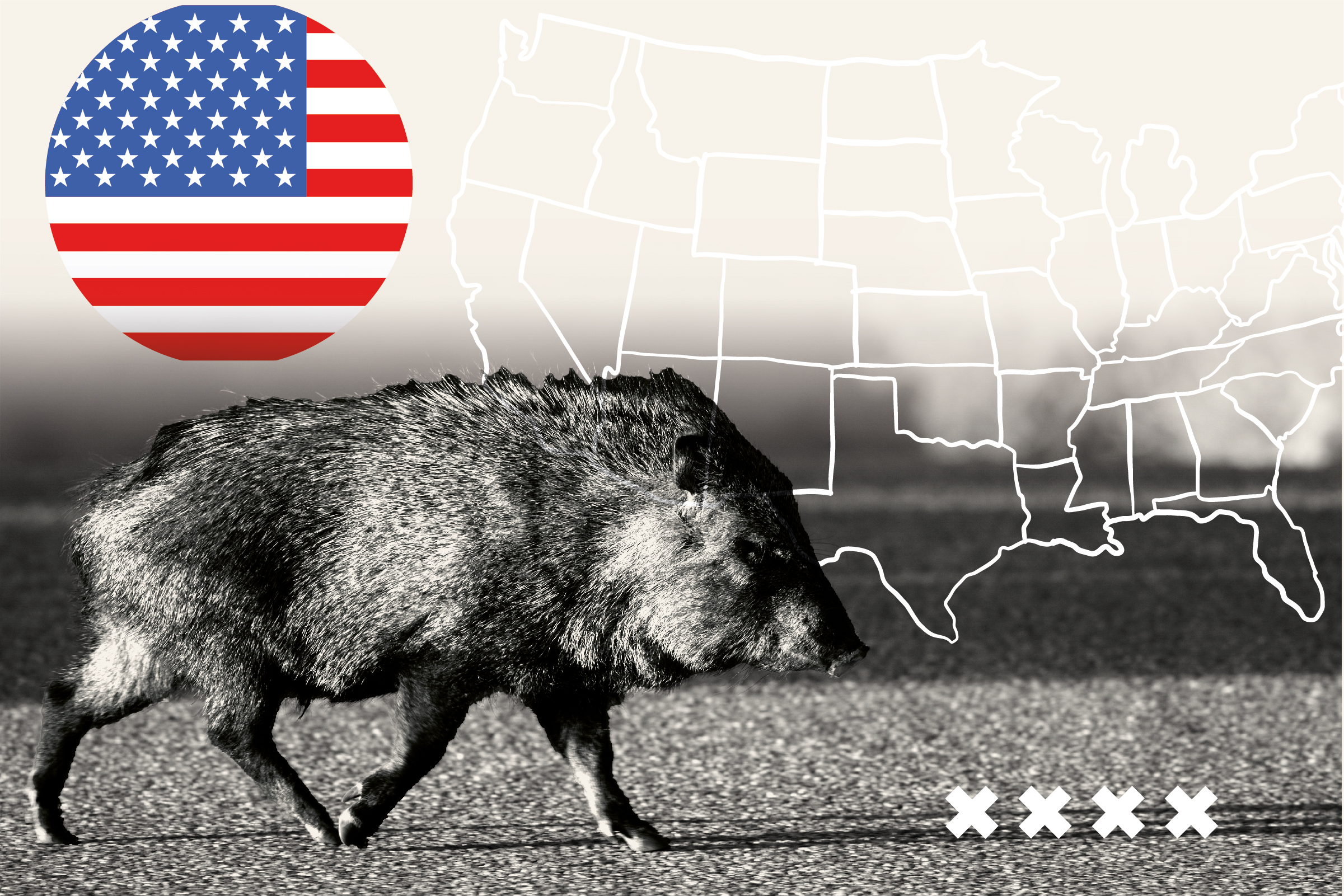 Can Anything Stop the Feral Hog Invasion?