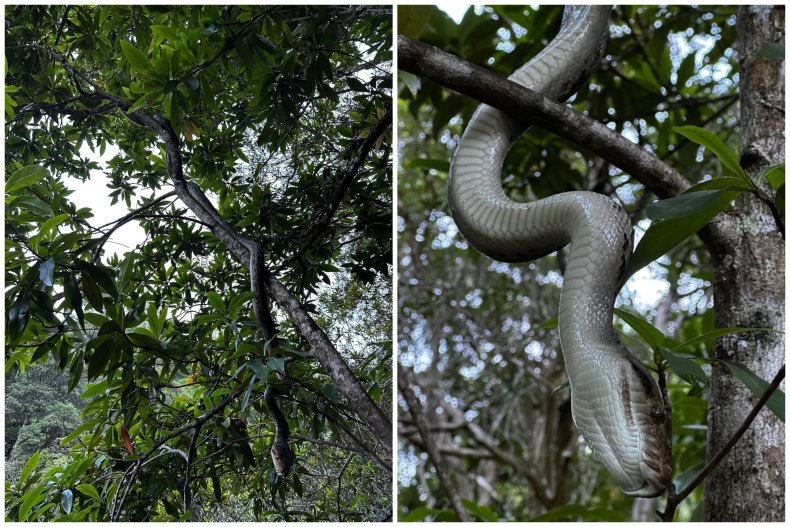 Scrub python in tree
