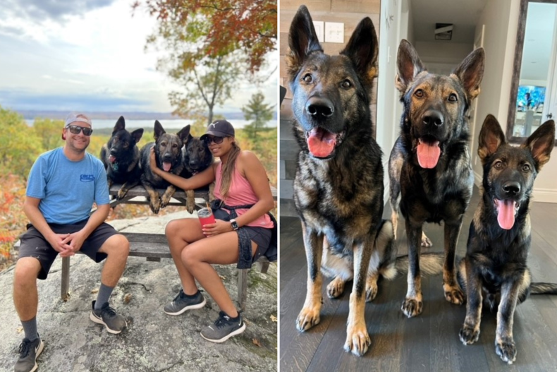 The Three Sable German Shepherds Together