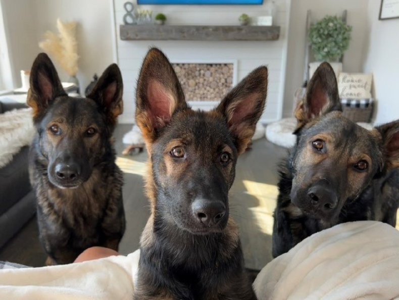 Three Sable German Shepherds