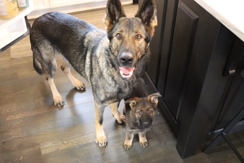 German Shepherd Puppy Welcomed Into New Home