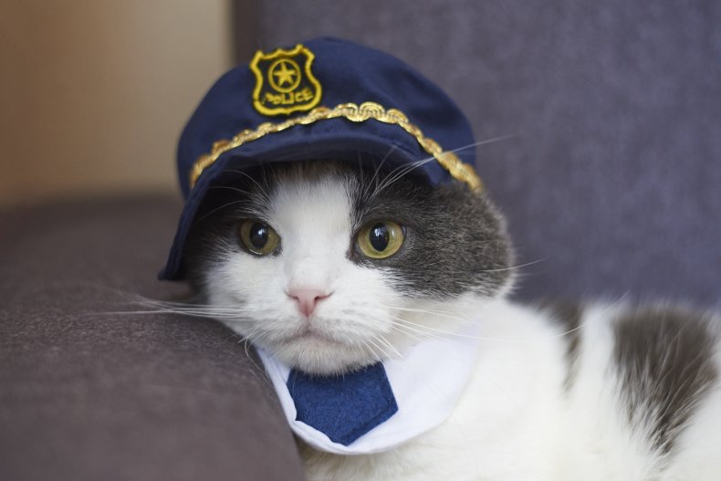 police cat melts hearts