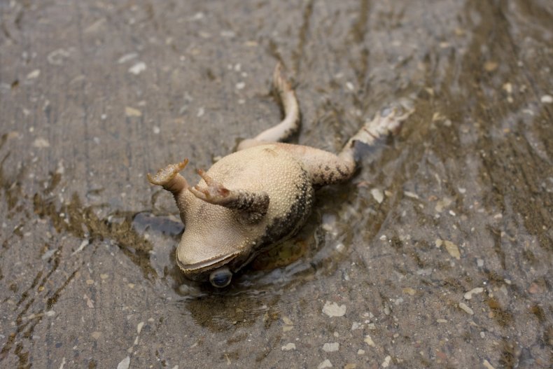 dead frog
