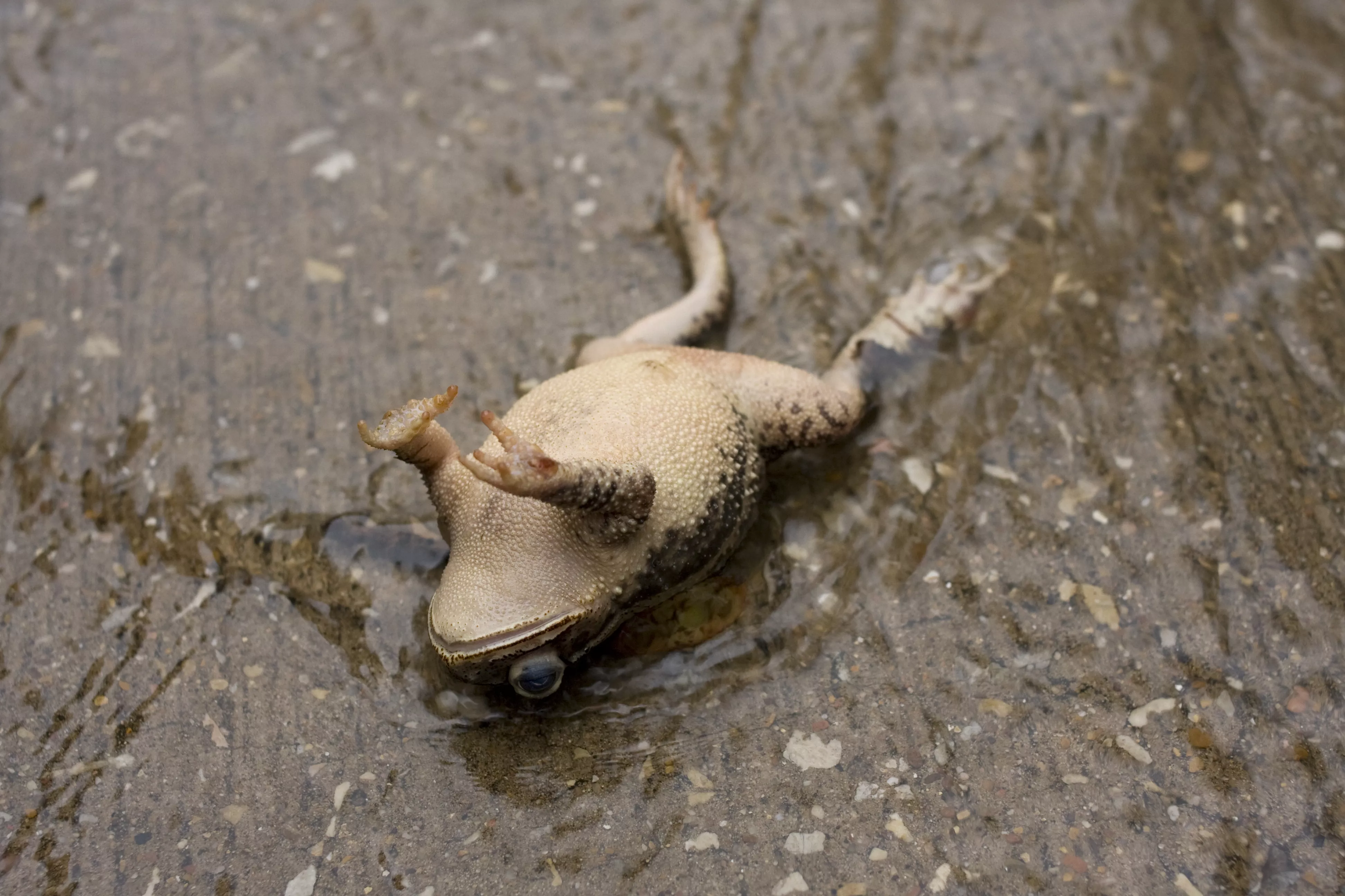Why Frog Species Are Being Wiped Out Across the World - Vimarsana News